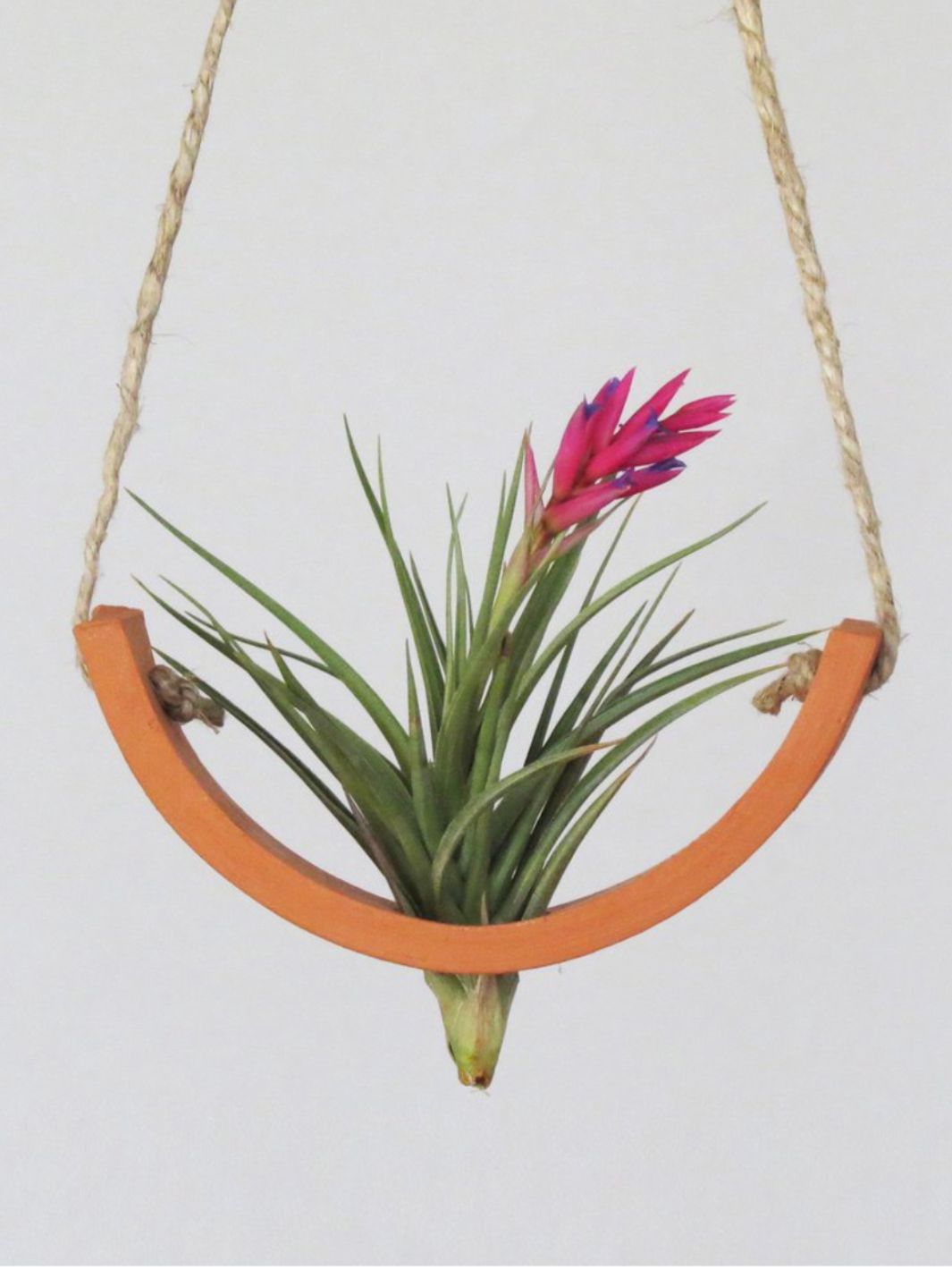 air plant cradle Terracotta Ceramic Hanging Air Plant Cradle