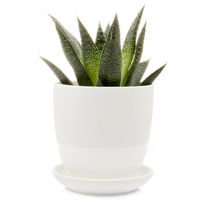 Small White Plant Pot + Saucer