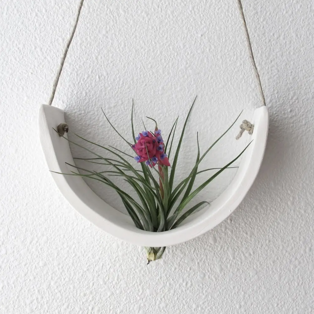air plant cradle Hanging Ceramic White Air Plant Cradle