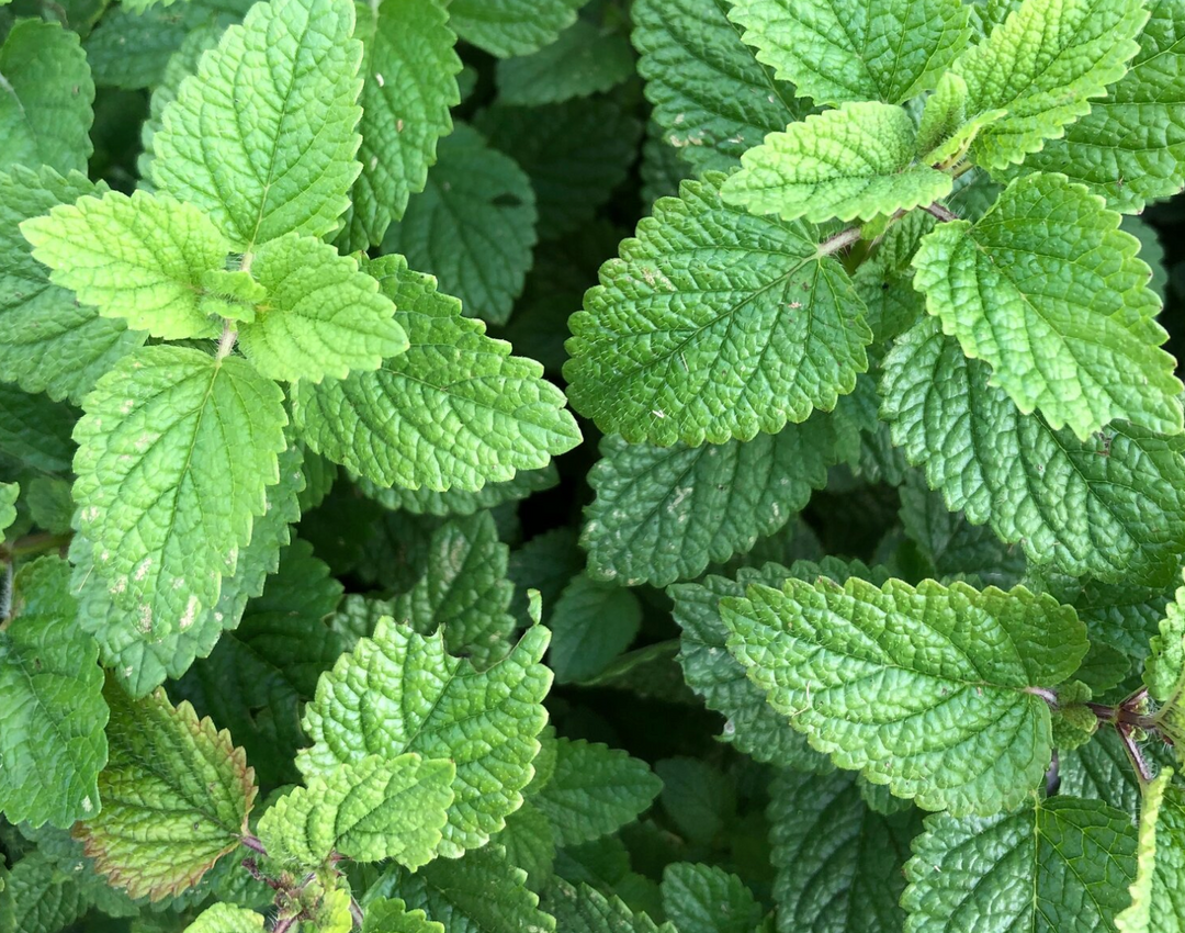 Lemon Balm Hydrosol Face + Body Spray - 4 oz